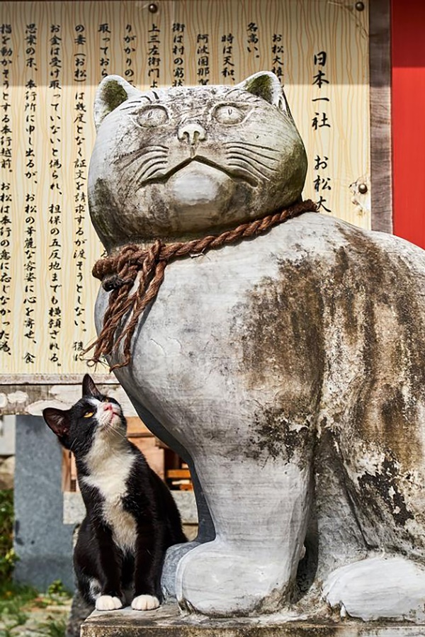 Amazing Collection Of Street Animals’ Photography