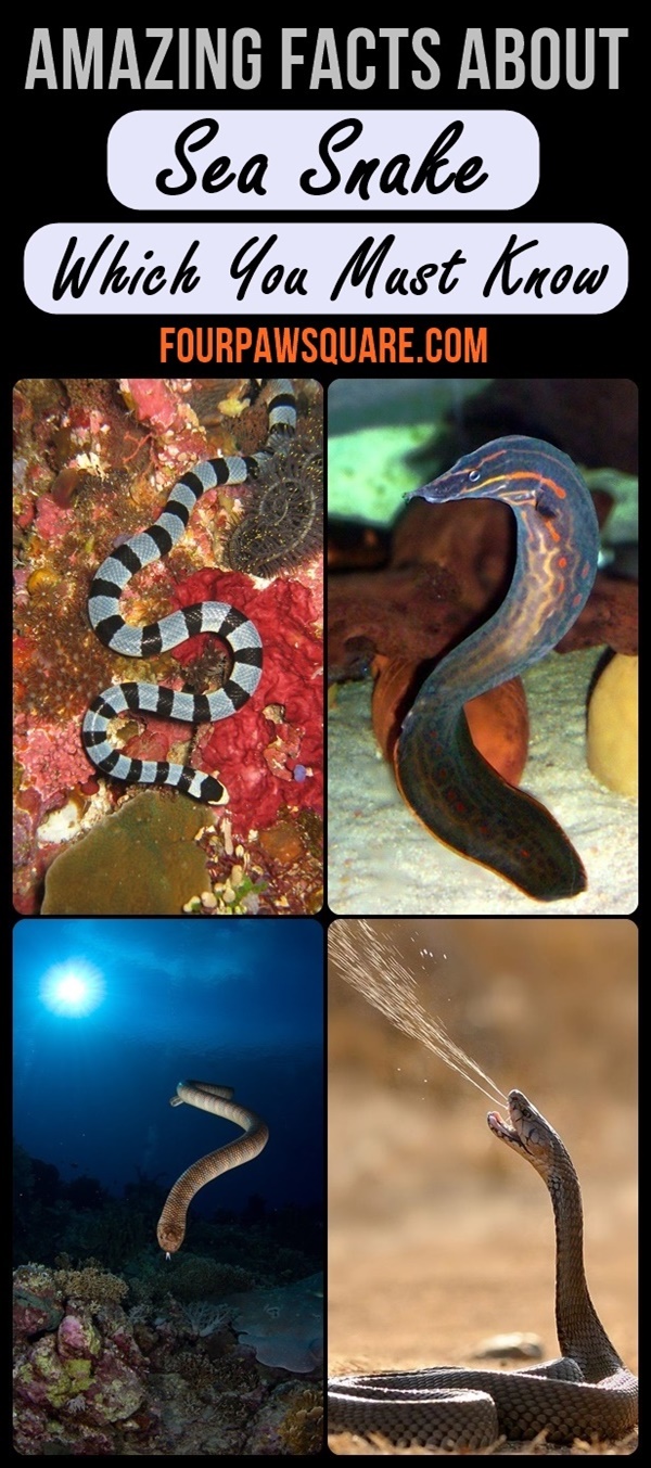 Amazing Facts About Sea Snake Which You Must Know