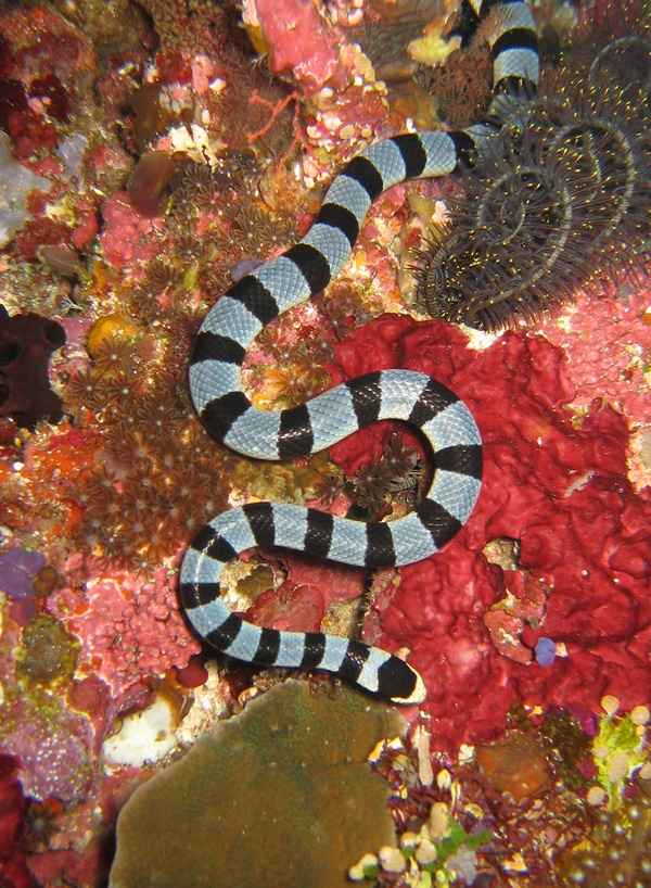 Amazing Facts About Sea Snake Which You Must Know