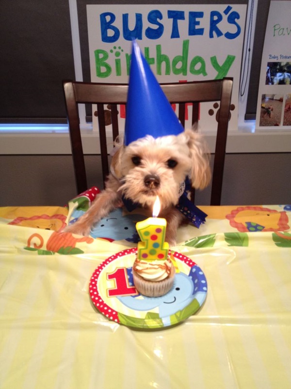 Amazing Ideas To Celebrate Your Dog First Birthday