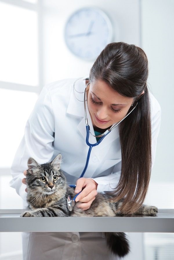 Cats In depression Symptoms and Treatment