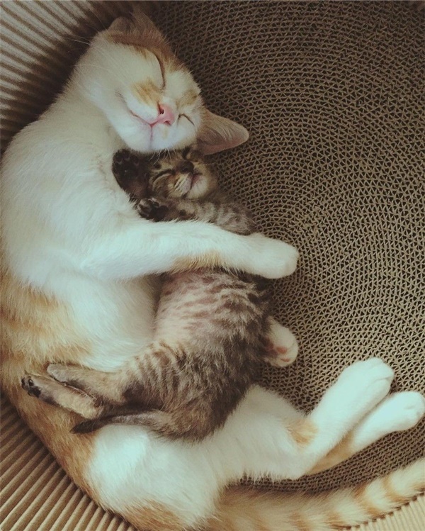 Cute Pictures of animals Sleeping on each other