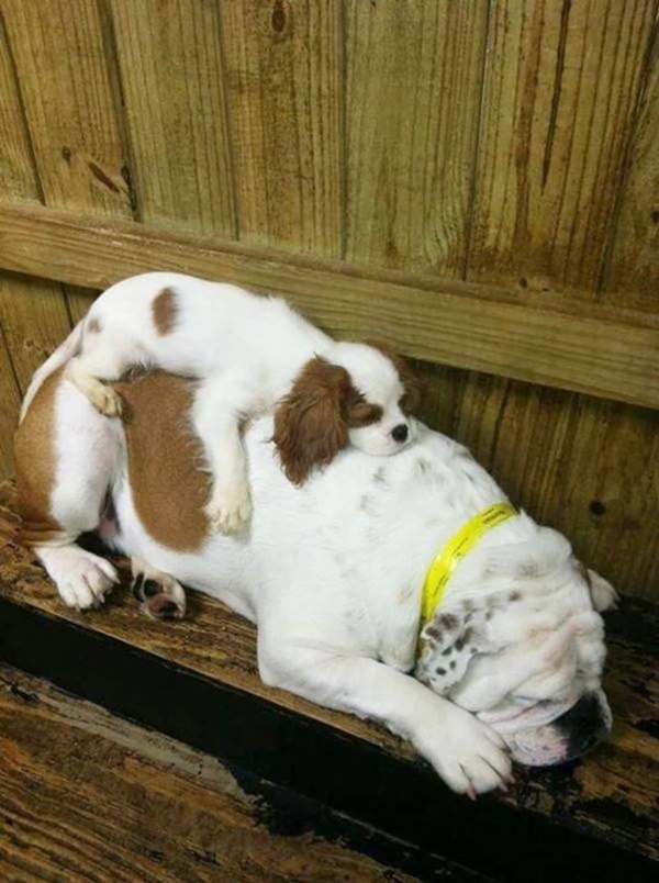Cute Pictures of animals Sleeping on each other