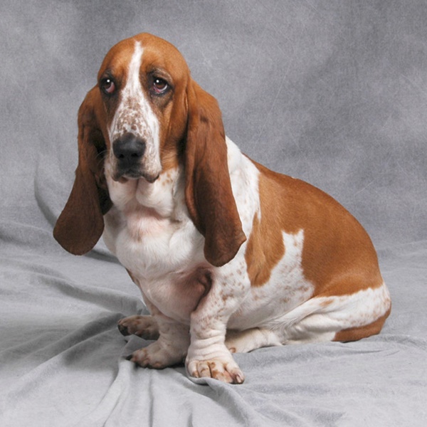 Difference Between A Basset Hound And Beagle