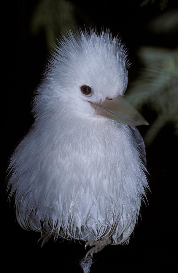 Extremely Beautiful Pictures of Albino Animals