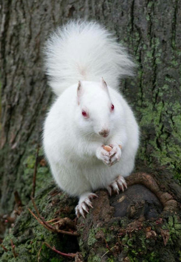 Extremely Beautiful Pictures of Albino Animals