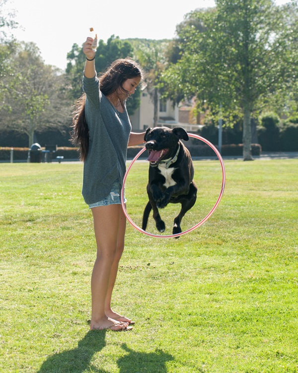 Fun Tricks You Can Teach Any Breed Of Dogs