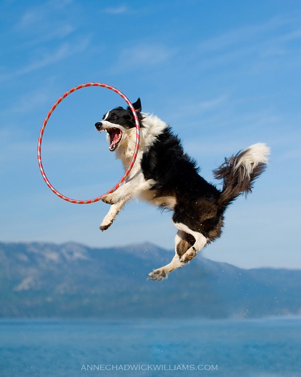 Fun Tricks You Can Teach Any Breed Of Dogs