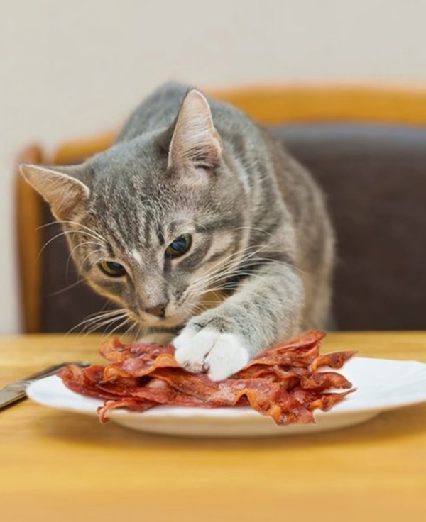 Human Foods Cats can Eat like a treat