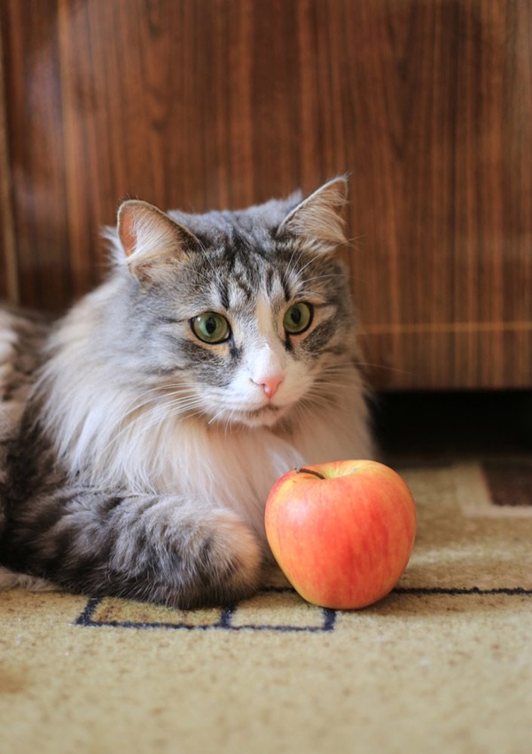 Human Foods Cats can Eat like a treat