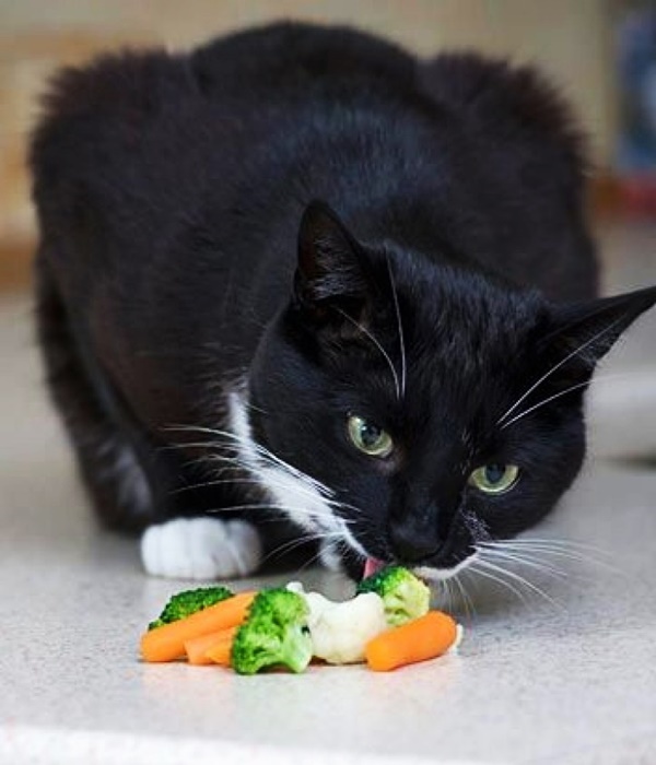 10 Human Foods Cats can Eat like a treat