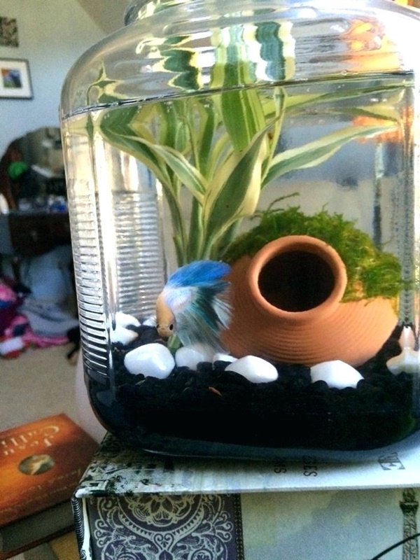 Ideas For Homemade Fish Tank Decoration Ideas