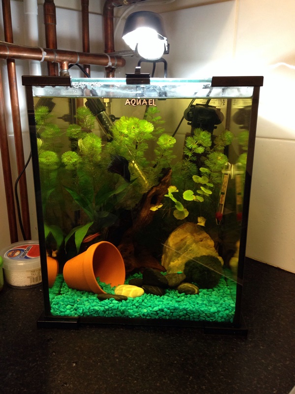 40 Ideas For Homemade Fish Tank Decoration Ideas