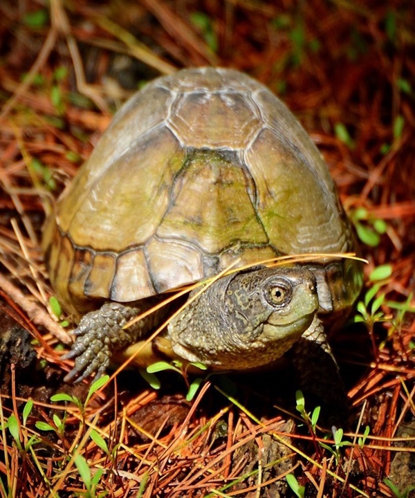 Types of Box turtle and how to take care of their health