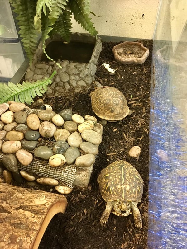 Types of Box turtle and how to take care of their health