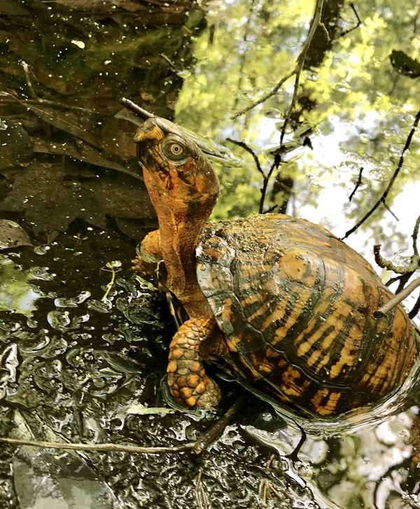 10 Types of Box turtle and how to take care of their health