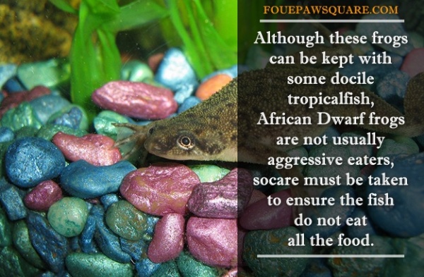 African Dwarf Frog caring Tips and Facts