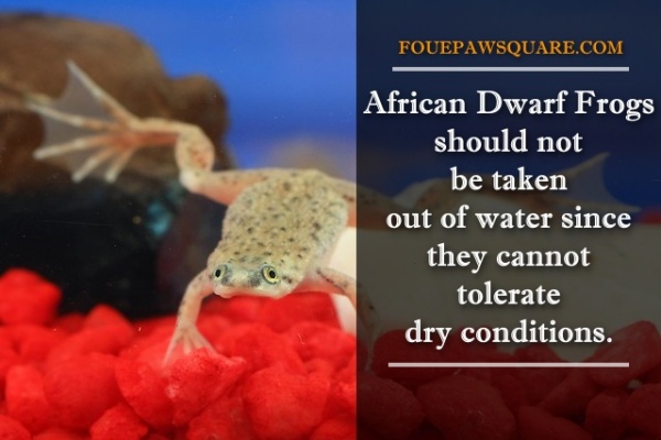 African Dwarf Frog caring Tips and Facts
