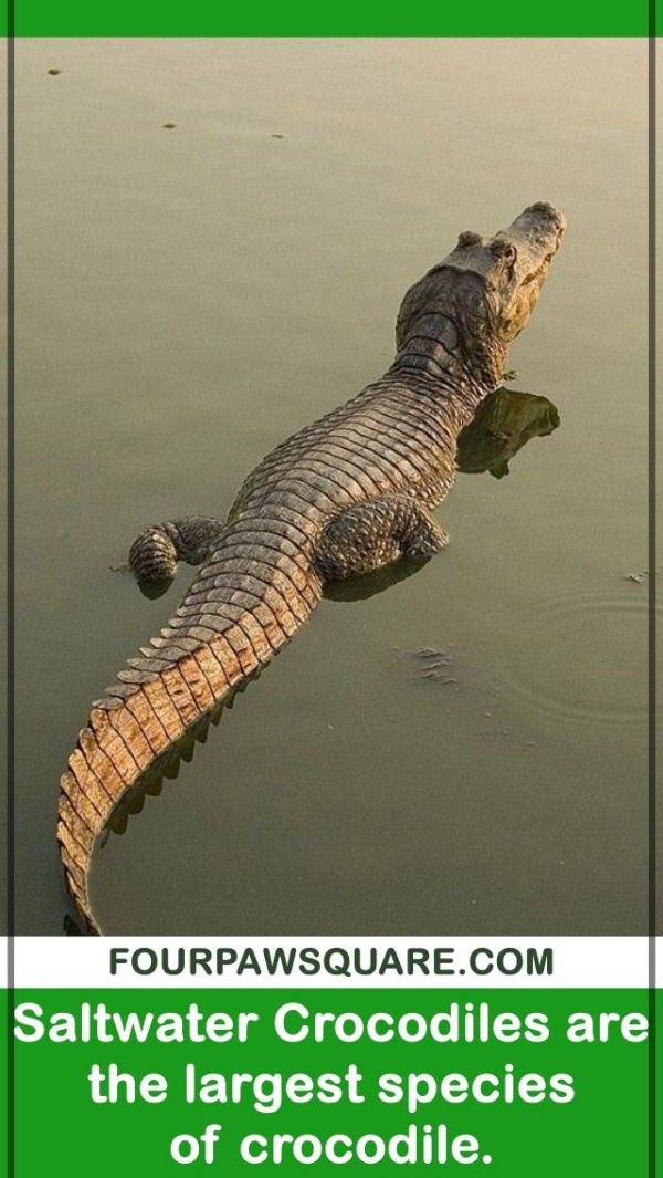 Amazing Saltwater Crocodile Facts for Kids