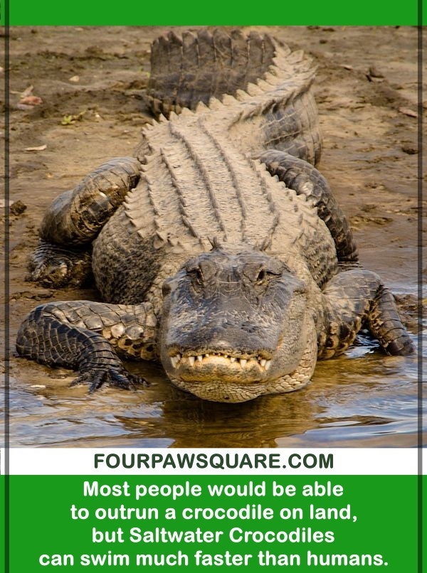 Amazing Saltwater Crocodile Facts for Kids