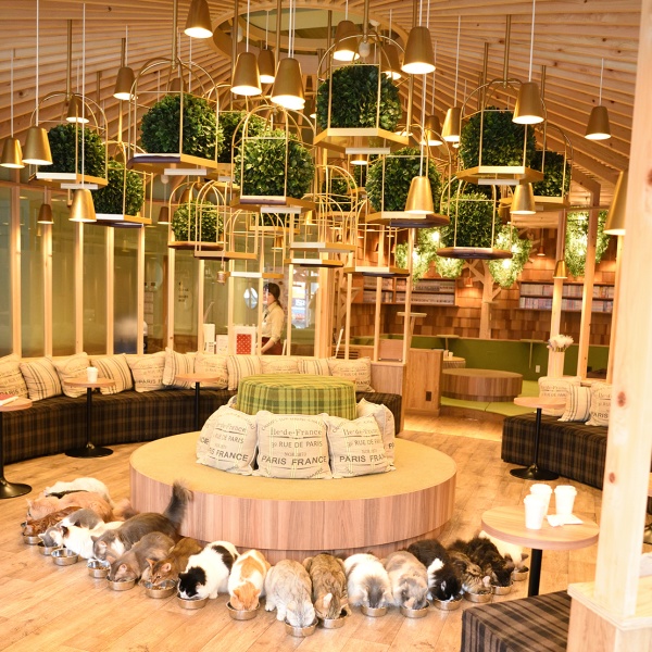 Animal-friendly Cafe in Tokyo You may visit with a pet