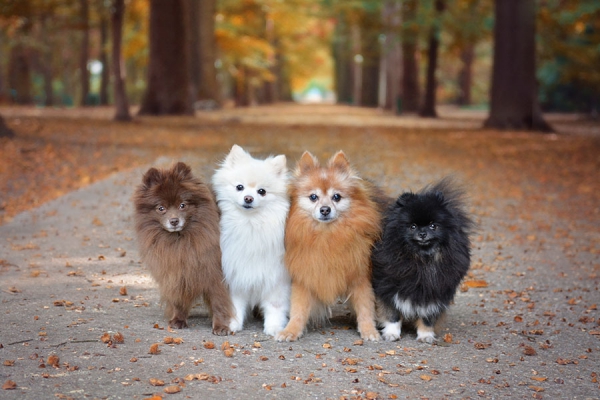 Popular Dog Breeds with the Curly Tail