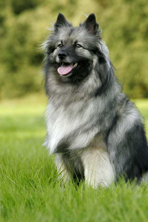 Popular Dog Breeds with the Curly Tail