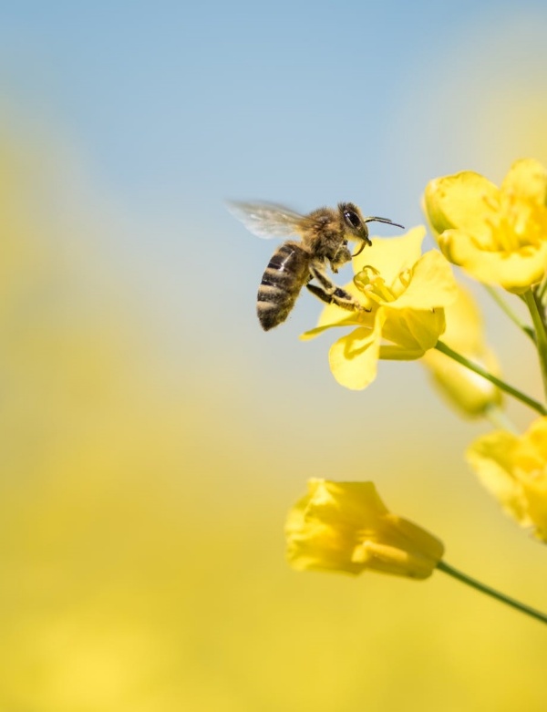 Reasons why are Bees Important for the Environment