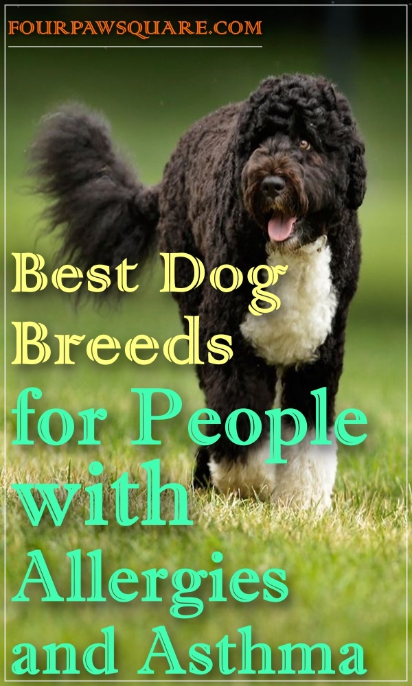 Best Dog Breeds for People with Allergies and Asthma
