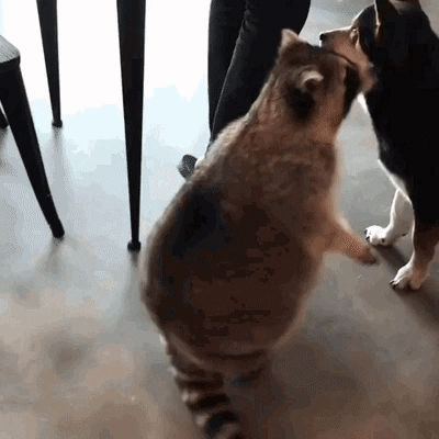 40 Cute and Funny Dancing Animals GIFs