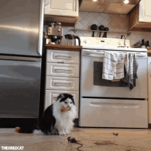 Cute and Funny Dancing Animals GIFs