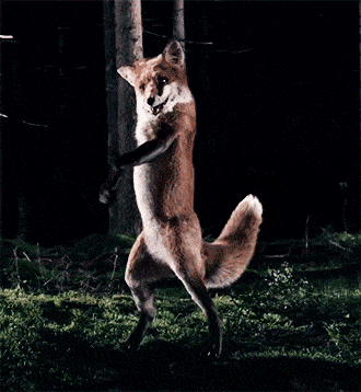 Cute and Funny Dancing Animals GIFs