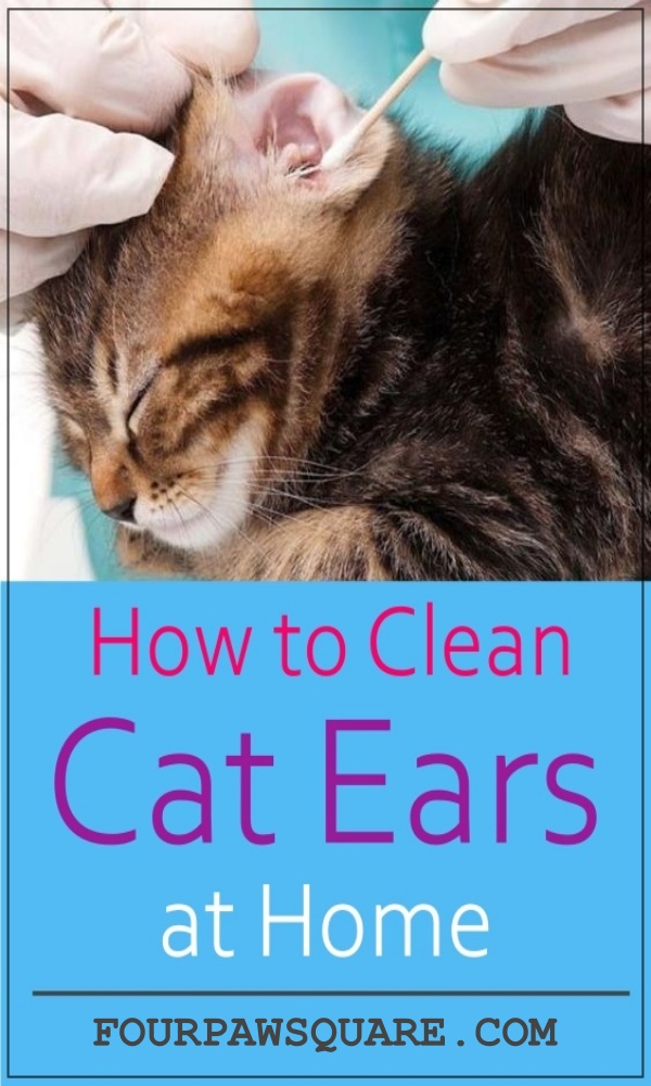 How to Clean Cat Ears at Home
