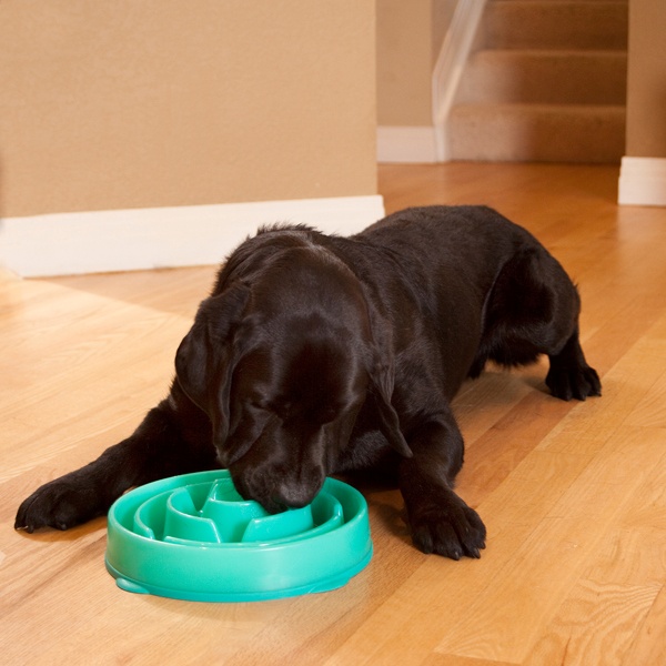 DIFFERENT DOG BOWL SHAPES YOU SHOULD KNOW ABOUT