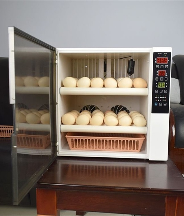 Expert Tips for Incubating Chicken Eggs at Home