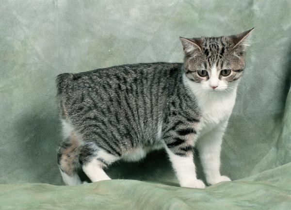 Manx cat Breeds Information and Interesting Facts