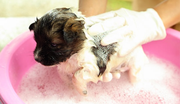 When and How to Bath your Puppy