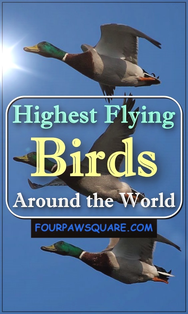 Highest Flying Birds Around the World