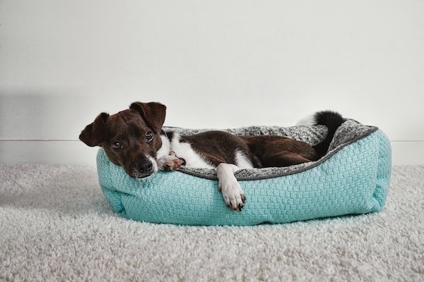 7 Chew Proof Bed Ideas for Dogs