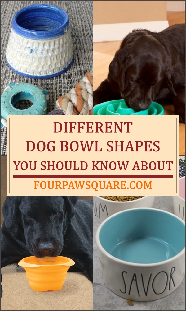 DIFFERENT DOG BOWL SHAPES YOU SHOULD KNOW ABOUT