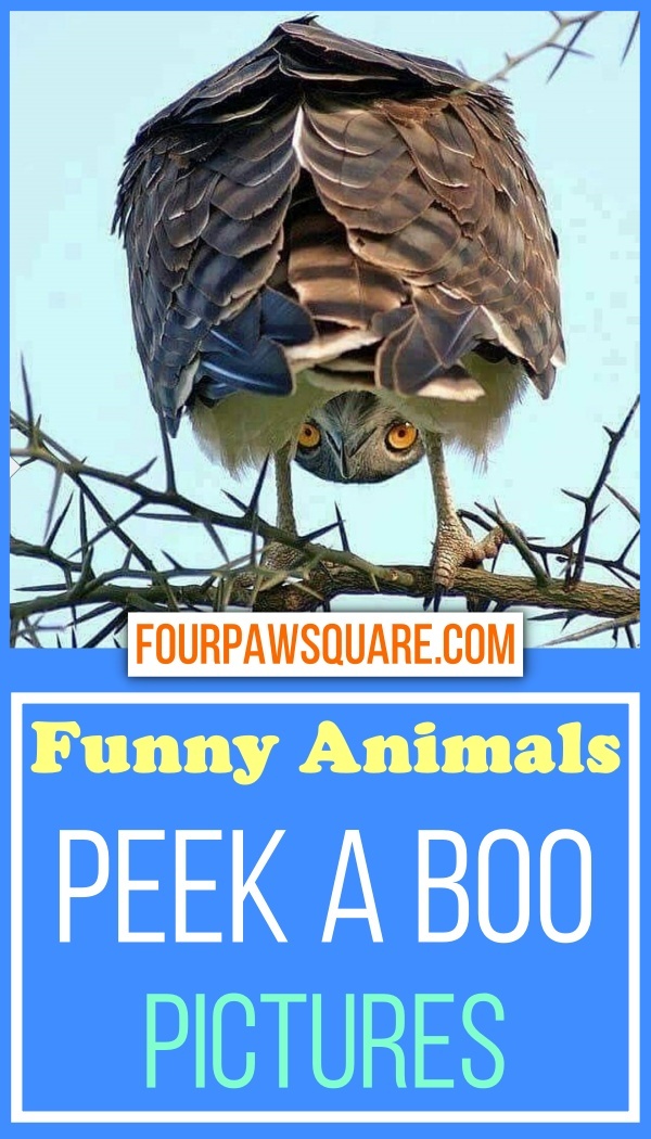 Funny Animals Peek A Boo Pictures