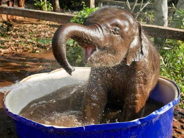 Cute baby elephant bathing Pictures