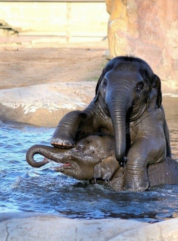 Cute baby elephant bathing Pictures