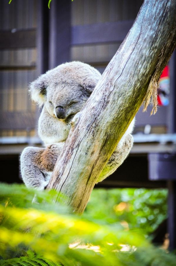 Interesting Facts about Koala Bears