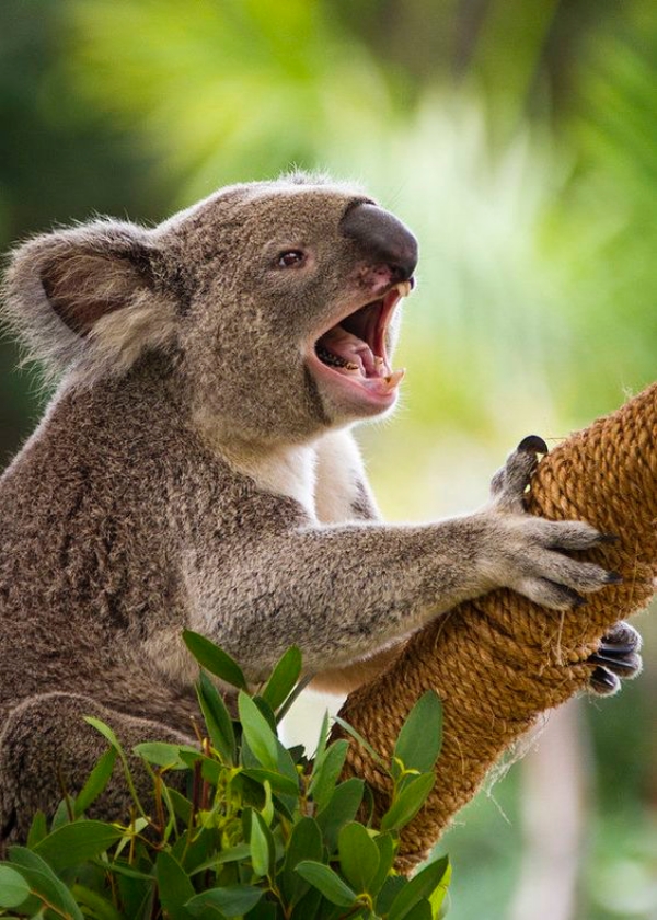Interesting Facts about Koala Bears
