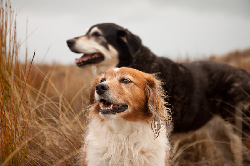 MUST-KNOW Dog Mating Facts For Every Dog Lover