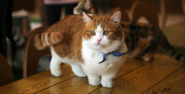 Cat breeds with Short legs