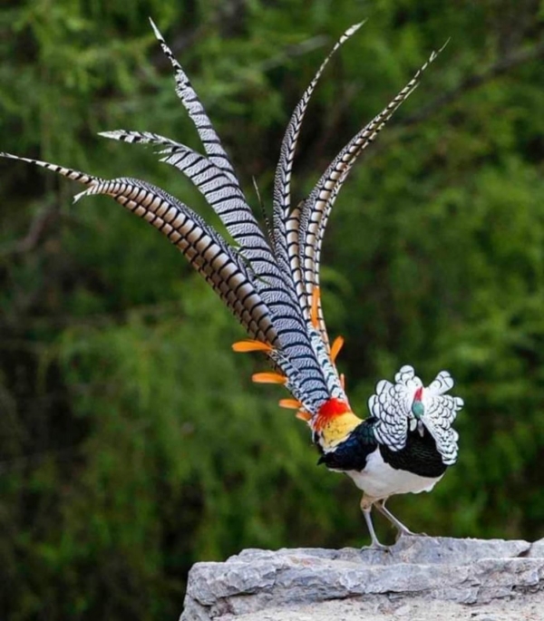 Top 10 Birds with Longest Feathers