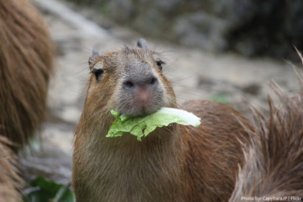 Facts you Must know about Capybara