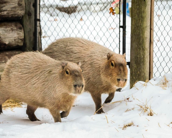Facts you Must know about Capybara